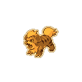 Gold Growlithe
